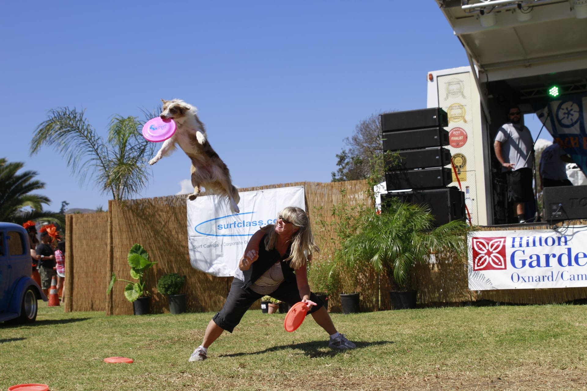 Frisbee dog show performer leaping for a disc on the festival lawn